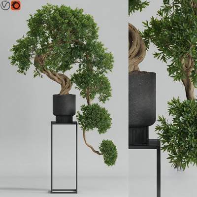 绿植盆栽-9